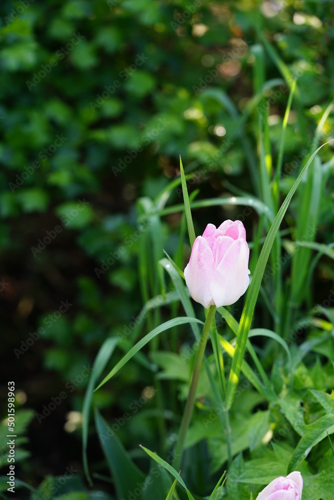 rosa Blumen