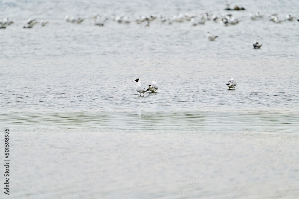 Vögel in Form von Lachmöwen in einem großen See, Chroicocephalus ridibundus