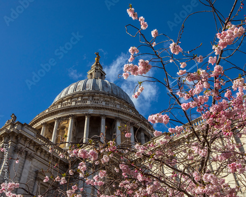 Blossom Tree and St. Pauls Cathedral in London, UK