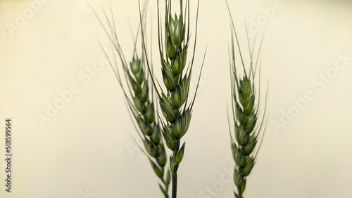 Photography Wheat plant and seeds closeup photo in winter season in Delhi