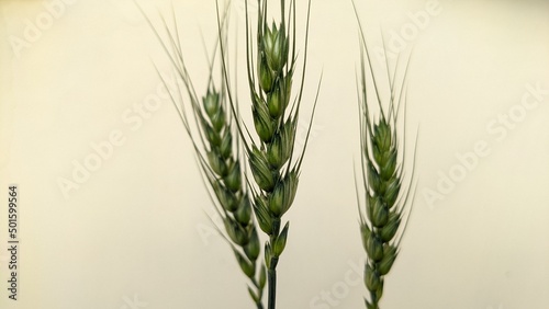 Wheat plant and seeds closeup photo in winter season in Delhi photo