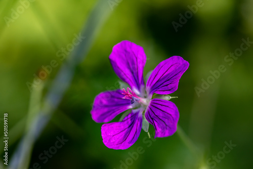 Geranium palustre flower growing in meadow, close up shoot 