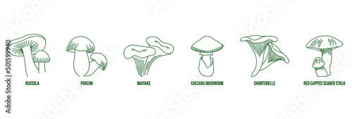 mushroom line art russula, porcini, maitake, caesars mushroom, chanterelle, red-capped scaber stalk 