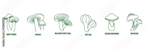 mushrooms line art vector illustration honey fungus, russula, milky white brittlegill, puffball, caesars mushroom, matsutake 