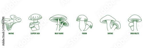 maitake, slippery jack, milky agaric, porcini, shitake, birch bolete mushroom line art vector illustration 