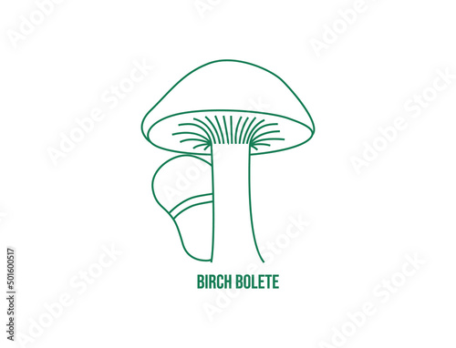 birch bolete mushroom line art vector illustration 