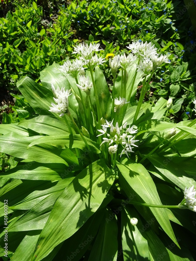 Obraz premium Bärlauch Blüte