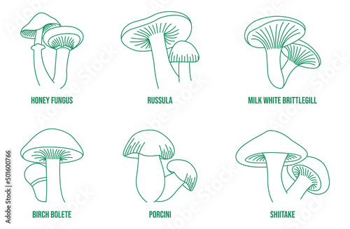 mushroom line art vector illustration honey fungus, russula, milk-white brittlegill, birch bolete, porcini, shiitake 