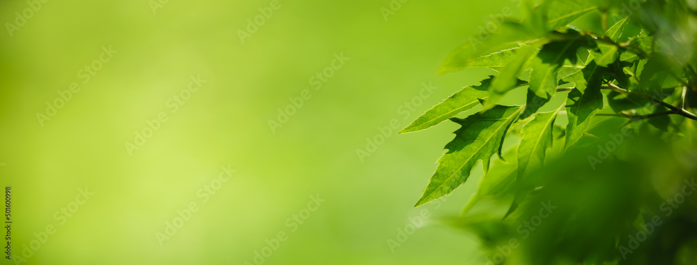 Closeup of beautiful nature view green leaf on blurred greenery background in garden with copy space using as background cover page concept. Closeup of beautiful nature view green leaf on blurred greenery background in garden with copy space using as background cover page concept.