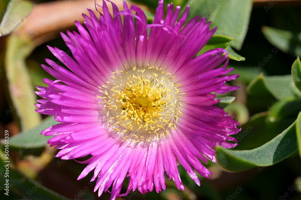 Obraz premium fleurs de griffe de sorcière