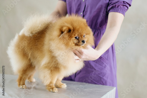 A woman puts a pomeranian dog in a rack on a table