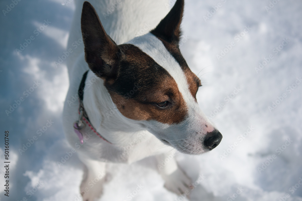 High angle view of a Jack Russell Terrier dog standing in snow
