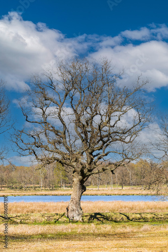 Close up of a mature, leafless oak tree with erratic branches as an example of the natural habit of a pedunculate oak, Quercus robur, in its natural growth form