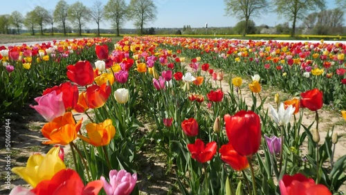 Flying over a field of tulips in springtime
