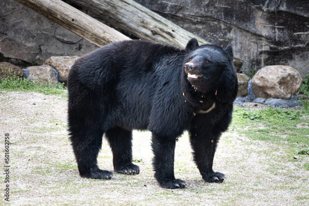 Fototapeta premium 動物園のツキノワグマ|black bear
