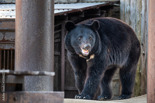 動物園のツキノワグマ｜black bear