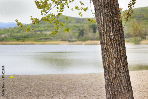 tree in the park