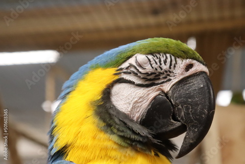 macro photo of macaw parrot bird