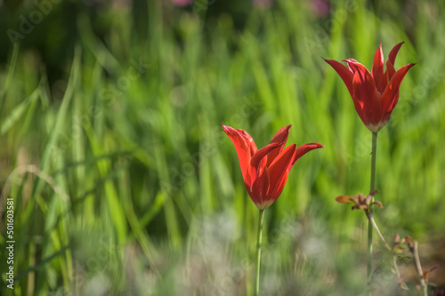 Tulpen vor unscharfem Hintergrund