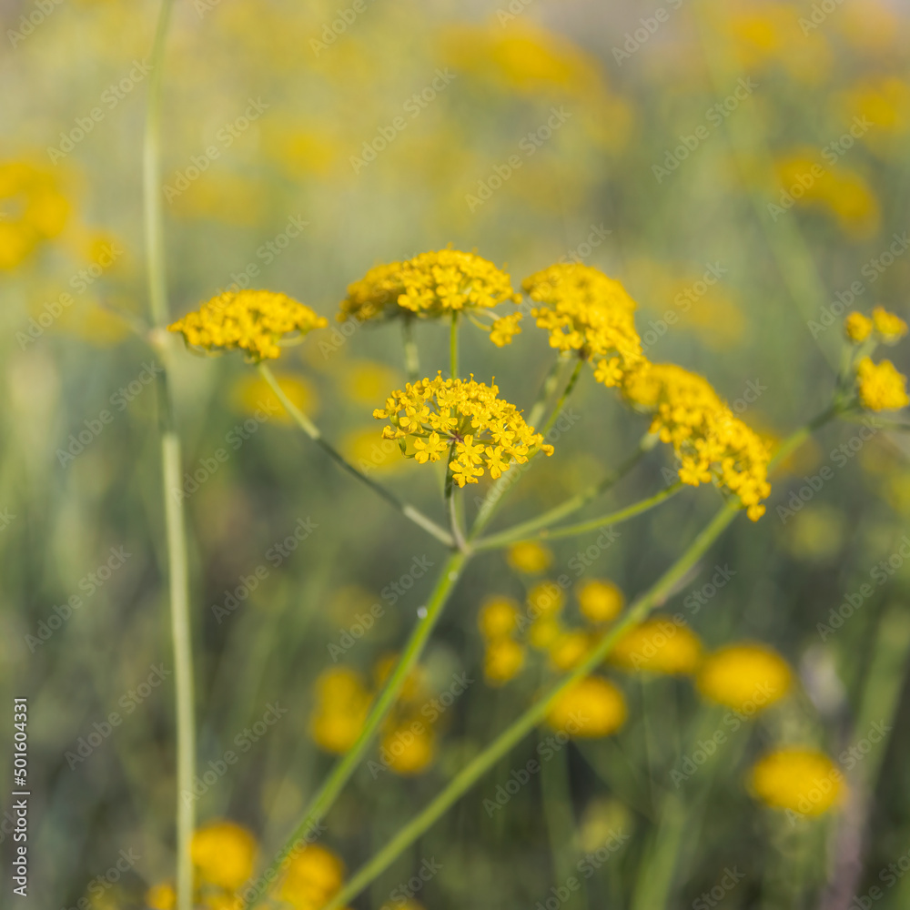 field of yellow flowers field of yellow flowers