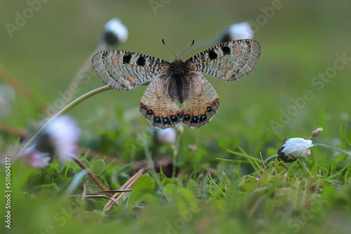 False Apollo butterfly (Archon apollinus) on a flower photo