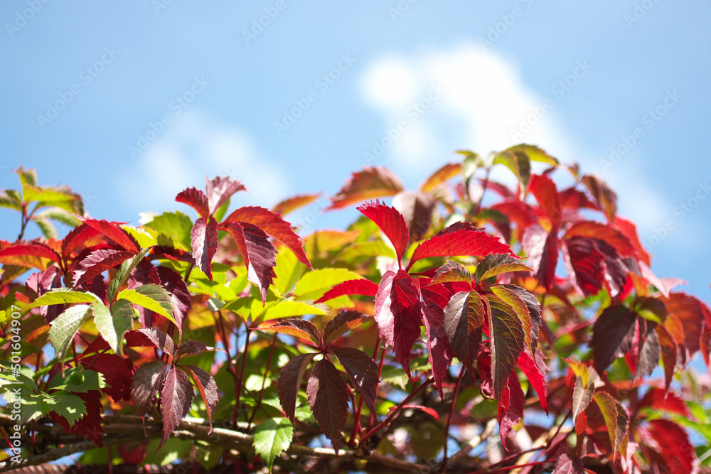 Bright red and green leaves of wild grapes (ivy) in a sunlight on blue sky background. View from below. Plant in garden in autumn season