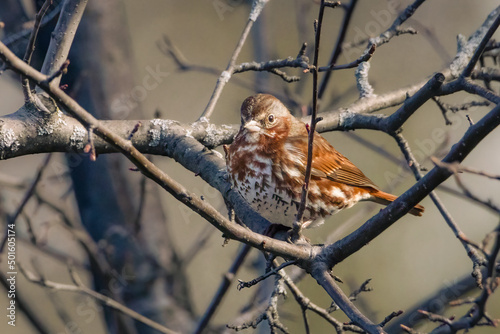 Small fox sparrow perched in a tree on an early spring morning photo