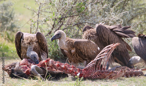 White-backed Vulture feeding on a Blue Wildebeest carcass in Etosha National Park, Namibia