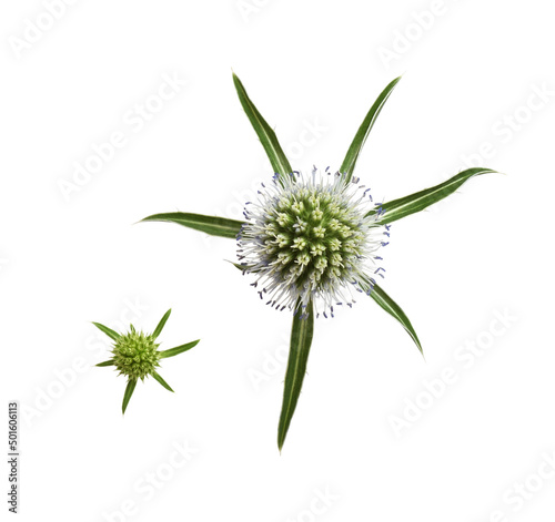 Set of flower and leaves of...