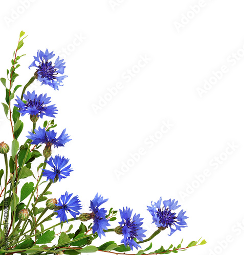 Blue knapweed flowers and green twigs in a corner floral arrangement isolated on white photo