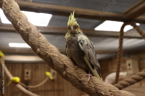rare parrots in zoo cage view