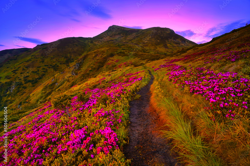 Ukraine - Romania border, Europe, Carpathian mountains, Marmarosy range, breathtaking summer landscape in Europe, amazing morning sky and awesome blooming pink rhododendrons flowers