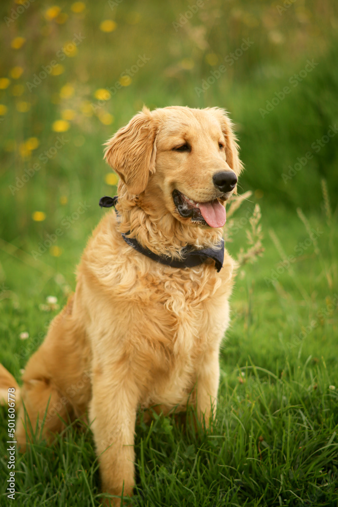 Sat Golden Retriever 