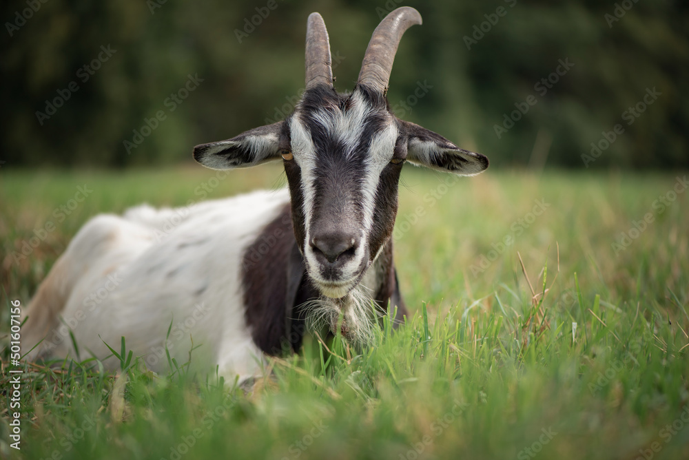 The village goat grazes in the field. The village goat grazes in the field.