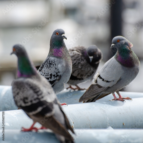 Pigeons on gray railing in Vancouver