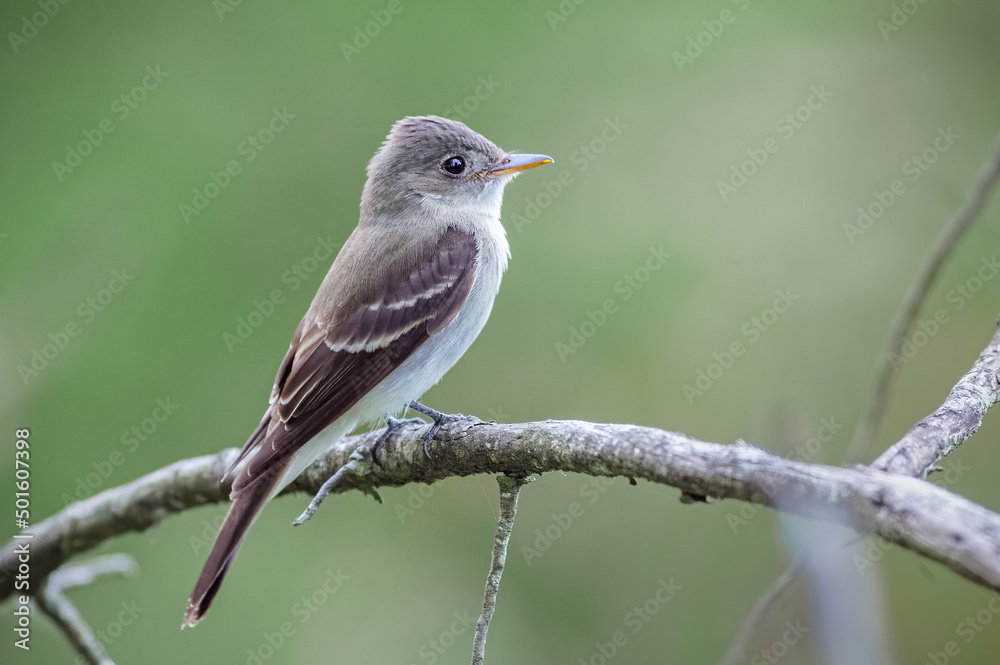 Contopus sp. Beautiful light colored flycatcher bird perched very quietly on some tree branches with a beautiful bokeh background.