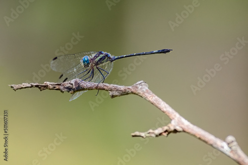 Dragonfly perched on a branch basking in the sun with an out-of-focus lagoon in the background. © J Esteban Berrio