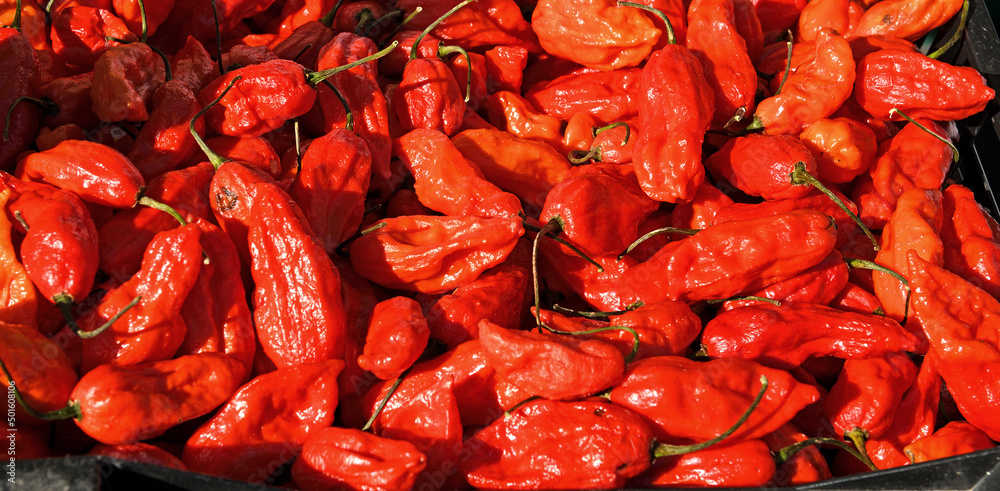 Bhut Jalokia - Worlds Hottest Pepper. Also known as ghost pepper, ghost  chili, U-morok, red naga, naga jolokia and ghost jolokia Stock-foto | Adobe  Stock