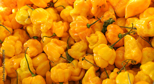 Scotch bonnet (also known as Bonney peppers, or Caribbean red peppers), variety of chili pepper photo