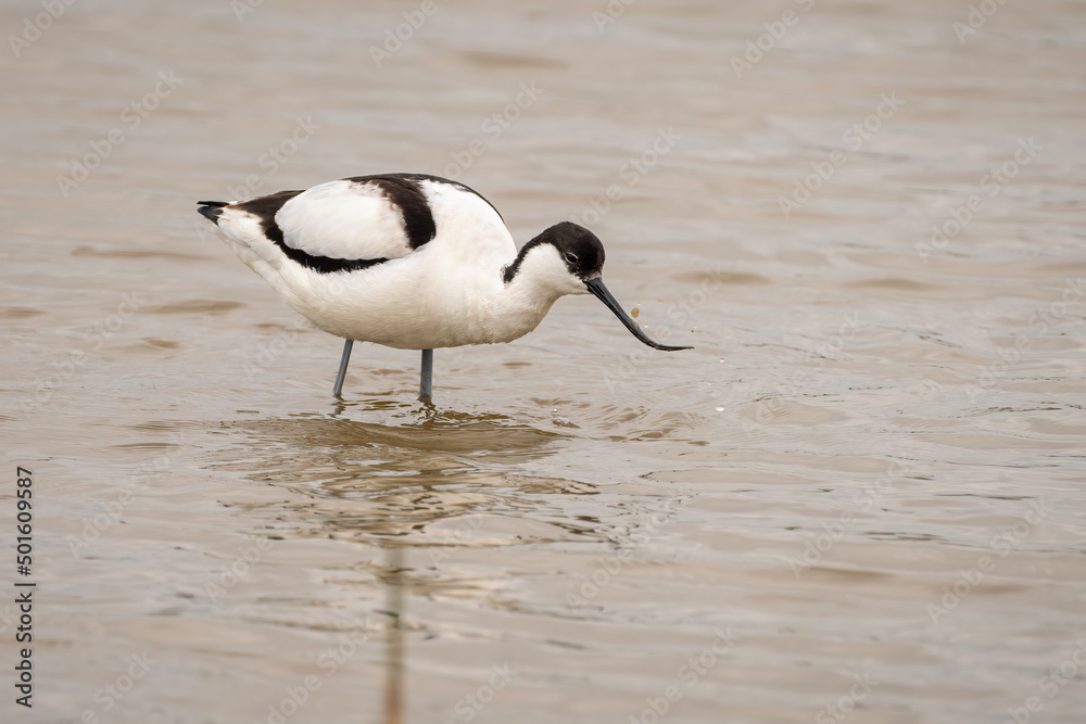 Fototapeta premium Pied avocet (Recurvirostra avosetta) wades through the water.