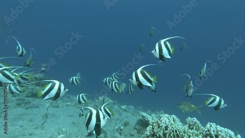 Shoal of Bannerfish swim in the blue water. Schooling Bannerfish or False Moorish idol - Heniochus diphreutes. Red sea, Egypt photo