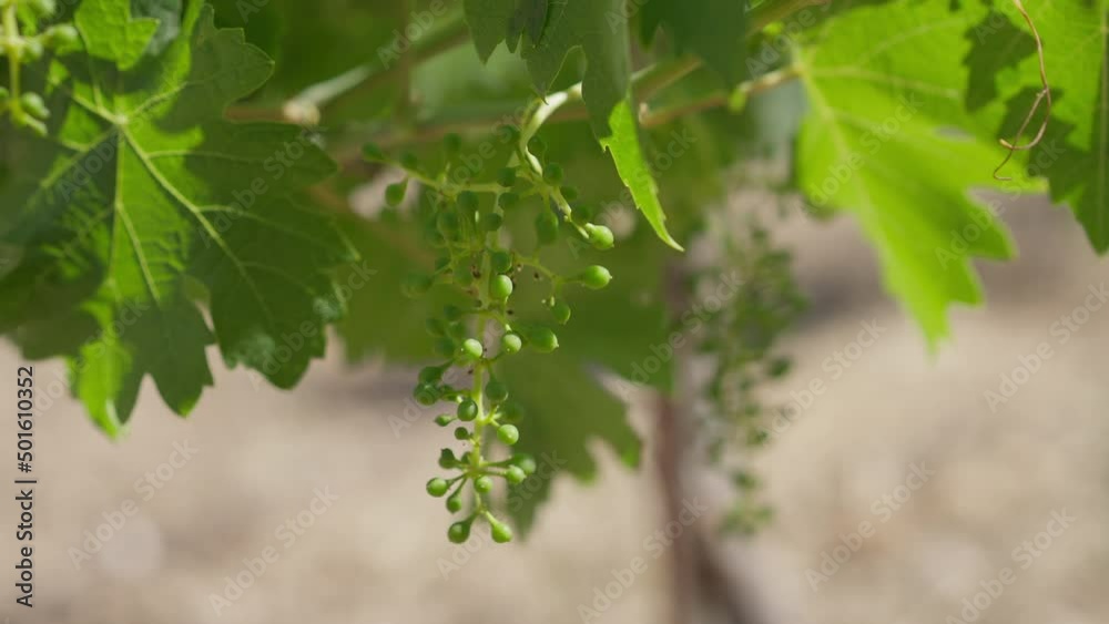 Unripe green grape bunch hanging on branch in sunshine outdoors. Close-up cultivated vinegrape on Cyprus island on sunny day. Concept of horticulture and viticulture Unripe green grape bunch hanging on branch in sunshine outdoors. Close-up cultivated vinegrape on Cyprus island on sunny day. Concept of horticulture and viticulture