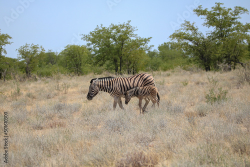Zebra mare with foal  Etosha National Park  Namibia