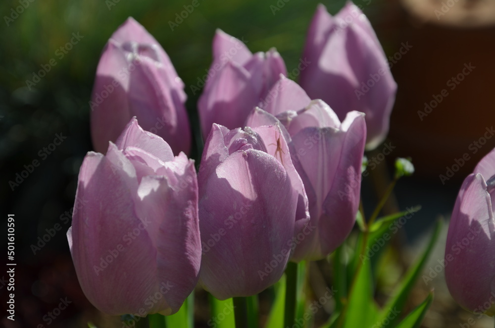 tulipes tulipes