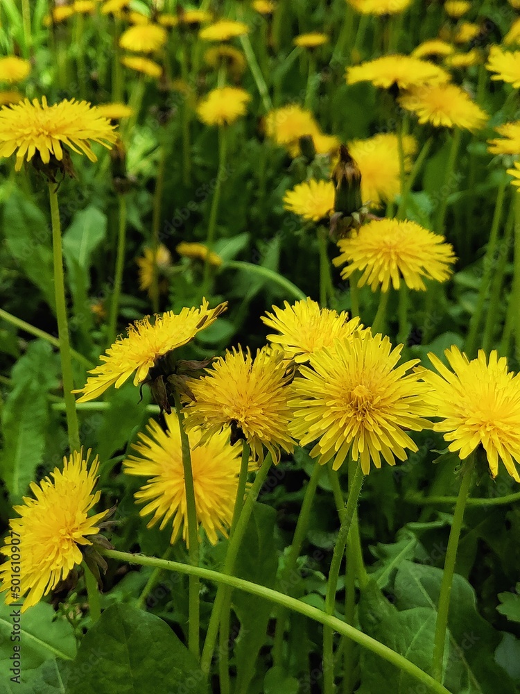 Yellow flowers of dandelions in the grass with selective focus. Dandelions meadow. Nature background. Yellow flowers of dandelions in the grass with selective focus. Dandelions meadow. Nature background.