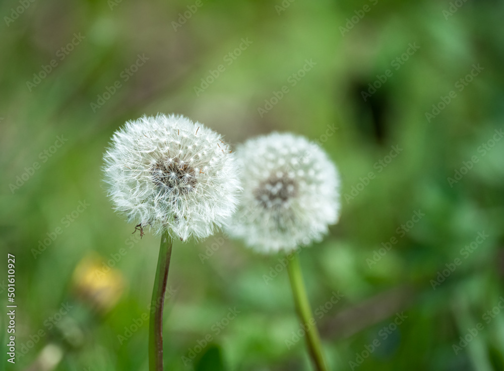 closeup showing the intricate detail and beauty of a dandelion flower seed head before dispersing in the wind closeup showing the intricate detail and beauty of a dandelion flower seed head before dispersing in the wind