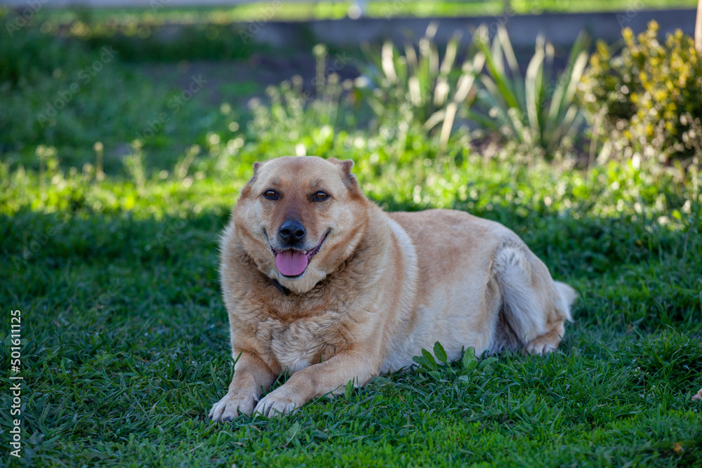 Sad homeless dog on the green grass Sad homeless dog on the green grass