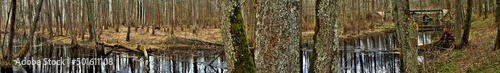 Panorama of the Bialowieza forest in the spring.Bialowieza National Park.