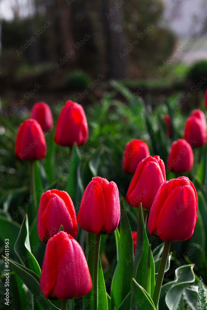 Tulips in a flower bed in a city park.