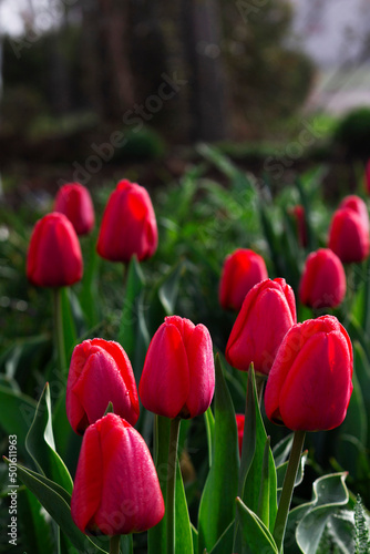 Obraz na płótnie Tulips in a flower bed in a city park. w salonie